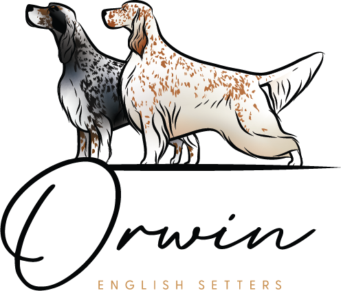 Orwin English Setters